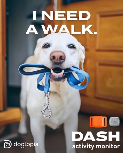 A high-quality image of a dog holding a leash in its mouth with bold text, marketing a dog activity monitor.